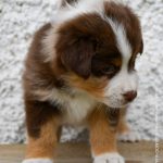 BARDOLINA_Tag40_Kuglstatter-Aussie