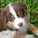 BARDOLINA_Tag40_Kuglstatter-Aussie