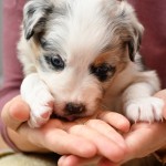 BASRA_Tag31_Kuglstatter-Aussie