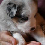 BASRA_Tag31_Kuglstatter-Aussie