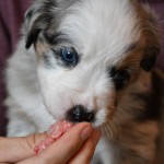 BASRA_Tag31_Kuglstatter-Aussie