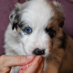 BASRA_Tag31_Kuglstatter-Aussie