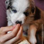 BASRA_Tag31_Kuglstatter-Aussie