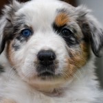 BASRA_Kuglstatter_Aussie_by BÜDLMOCHA klaus@hantinger.at