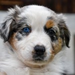 BASRA_Kuglstatter_Aussie_by BÜDLMOCHA klaus@hantinger.at