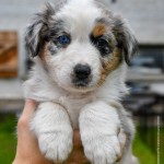 BASRA_Kuglstatter_Aussie_by BÜDLMOCHA klaus@hantinger.at