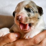 BASRA_Tag10_Kuglstatter-Aussie