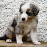 BASRA_Tag40_Kuglstatter-Aussie