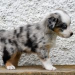 BASRA_Tag40_Kuglstatter-Aussie