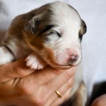 BASRA_Tag10_Kuglstatter-Aussie