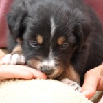 BIJOU_Tag31_Kuglstatter-Aussie