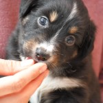 BIJOU_Tag31_Kuglstatter-Aussie