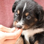 BIJOU_Tag31_Kuglstatter-Aussie