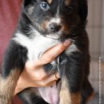 BIJOU_Tag31_Kuglstatter-Aussie