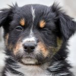 BIJOU_Kuglstatter_Aussie_by BÜDLMOCHA klaus@hantinger.at