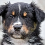 BIJOU_Kuglstatter_Aussie_by BÜDLMOCHA klaus@hantinger.at