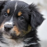 BIJOU_Kuglstatter_Aussie_by BÜDLMOCHA klaus@hantinger.at