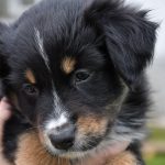 BIJOU_Kuglstatter_Aussie_by BÜDLMOCHA klaus@hantinger.at