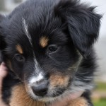 BIJOU_Kuglstatter_Aussie_by BÜDLMOCHA klaus@hantinger.at