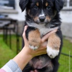 BIJOU_Kuglstatter_Aussie_by BÜDLMOCHA klaus@hantinger.at