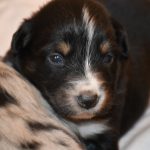 BIJOU_Tag16_Kuglastter_Aussie