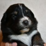 BIJOU_Tag16_Kuglastter_Aussie