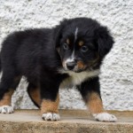 BIJOU_Tag40_Kuglstatter-Aussie