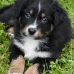 BIJOU_Tag40_Kuglstatter-Aussie