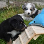 BIJOU_Tag40_Kuglstatter-Aussie