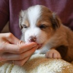 BISKUIT_Tag31_Kuglstatter-Aussie