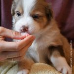 BISKUIT_Tag31_Kuglstatter-Aussie