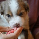 BISKUIT_Tag31_Kuglstatter-Aussie