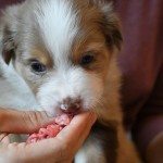 BISKUIT_Tag31_Kuglstatter-Aussie