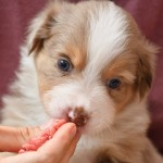 BISKUIT_Tag31_Kuglstatter-Aussie