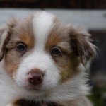 BISKUIT_Kuglstatter_Aussie_by BÜDLMOCHA klaus@hantinger.at