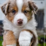 BISKUIT_Kuglstatter_Aussie_by BÜDLMOCHA klaus@hantinger.at