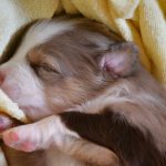 BISKUIT_Tag16_Kuglastter_Aussie