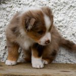 BISKUIT_Tag40_Kuglstatter-Aussie