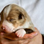 BUSKUIT_Tag10_Kuglstatter-Aussie