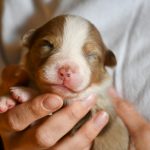 BUSKUIT_Tag10_Kuglstatter-Aussie