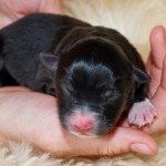 Kuglstatter Aussie Bandita