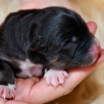 Kuglstatter Aussie Bandita