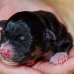 Kuglstatter Aussie Bandita