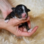 Kuglstatter Aussie Bahiya