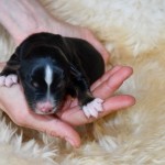 Kuglstatter Aussie Bahiya