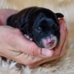 Kuglstatter Aussie, Australian Shepherds Zucht, Salzburg, Walserberg, Wals, Zertifizierter Zuchtbetrieb