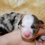 Kuglstatter Aussie, Australian Shepherds Zucht, Salzburg, Walserberg, Wals, Zertifizierter Zuchtbetrieb