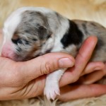 Kuglstatter Aussie, Australian Shepherds Zucht, Salzburg, Walserberg, Wals, Zertifizierter Zuchtbetrieb
