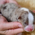 Kuglstatter Aussie, Australian Shepherds Zucht, Salzburg, Walserberg, Wals, Zertifizierter Zuchtbetrieb