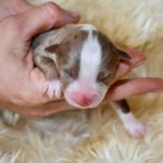 Kuglstatter Aussie, Australian Shepherds Zucht, Salzburg, Walserberg, Wals, Zertifizierter Zuchtbetrieb